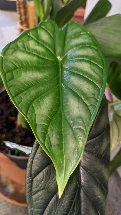 Alocasia Dragon Scale (Alocasia baginda 'Dragon Scale') — Sus hojas parecen escamas de dragón: textura rugosa, nervios…