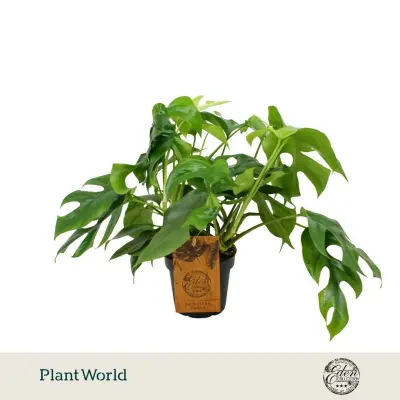 Monstera Mínima (Rhaphidophora tetrasperma) — La "mini Monstera": hojas pequeñas y profundamente hendidas que trepan con…