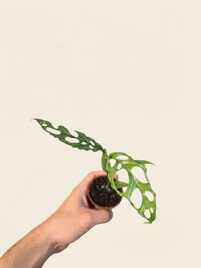 Monstera Obliqua Perú (Monstera sp. 'Obliqua Peru') — Encaje antes que hoja. La Monstera Obliqua Perú luce hojas finas y…