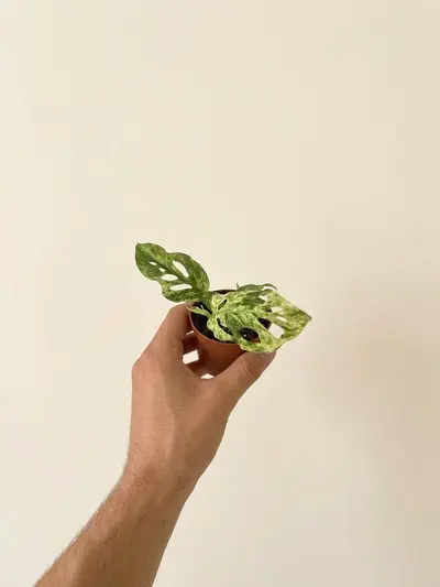 Monstera Frozen Freckles (Monstera adansonii 'Frozen Freckles') — Pecas heladas sobre verde. La Monstera 'Frozen Freckles'…