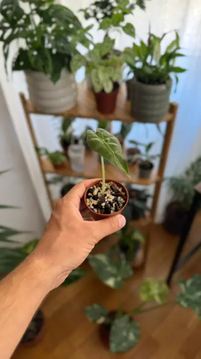 Alocasia Polly — Conocida como "Polly", despliega hojas verde esmeralda de bordes ondulados y nervaduras blancas muy…