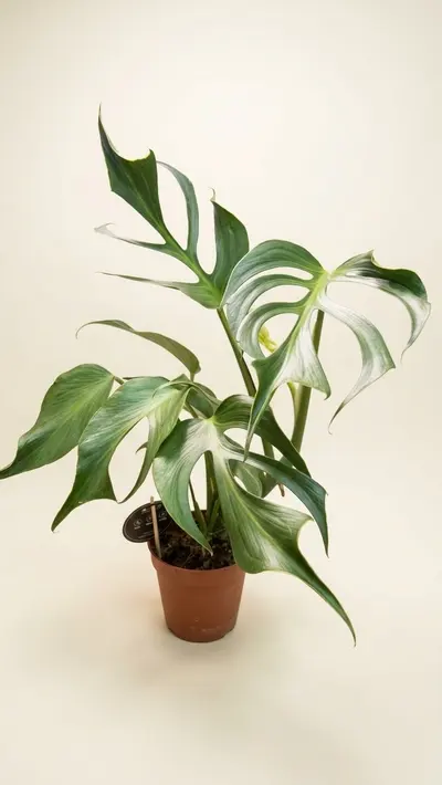 Monstera Burle Marx (Monstera sp. 'Burle Marx Flame') — Monstera Burle Marx Flame — una de las Monsteras más buscadas por…