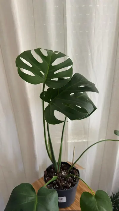 Monstera Deliciosa (Monstera deliciosa) — La reina del bosque tropical en su versión más imponente: hojas adultas…