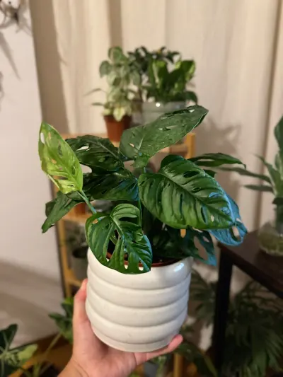 Monstera Adansonii (Monstera adansonii) — Una de las Monsteras más conocidas de formato colgante: hojas pequeñas y…