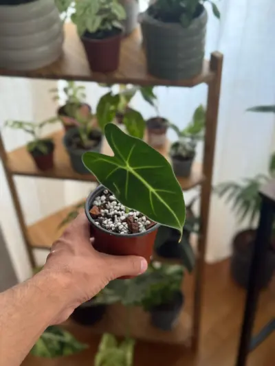 Alocasia Fridek — Alocasia Fridek, seleccionada a mano. · RAÍCES