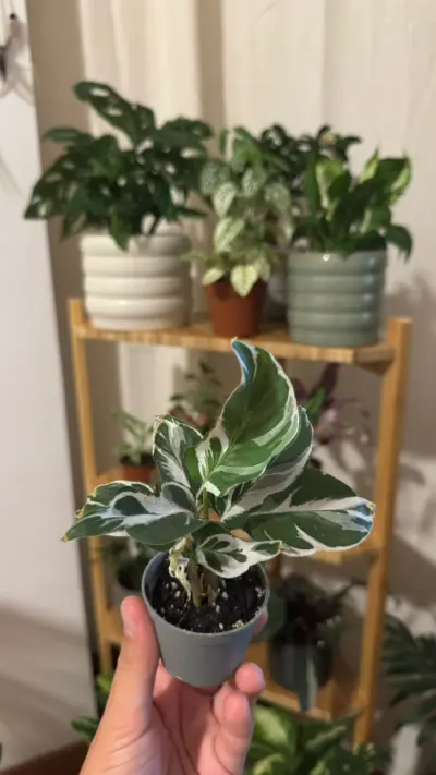 Calathea White Fusion (Goeppertia lietzei 'White Fusion') — Acuarela viva: hojas jaspeadas en verde, blanco y lavanda, con…