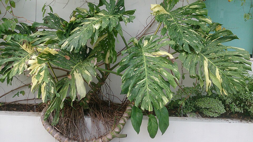 Monstera Deliciosa Variegada — planta de interior RAICES