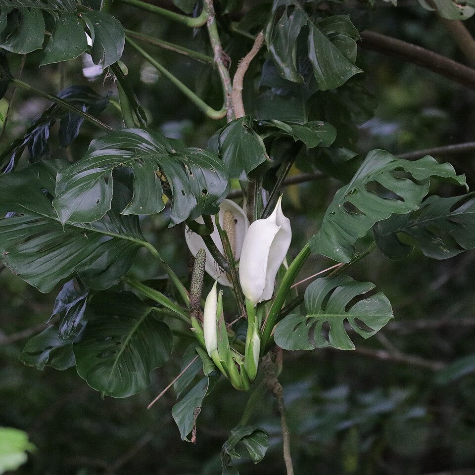 Monstera Adansonii — planta de interior RAICES
