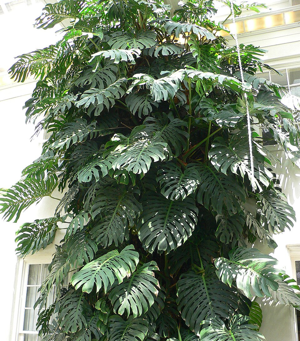 Monstera Deliciosa XXL — planta de interior RAICES