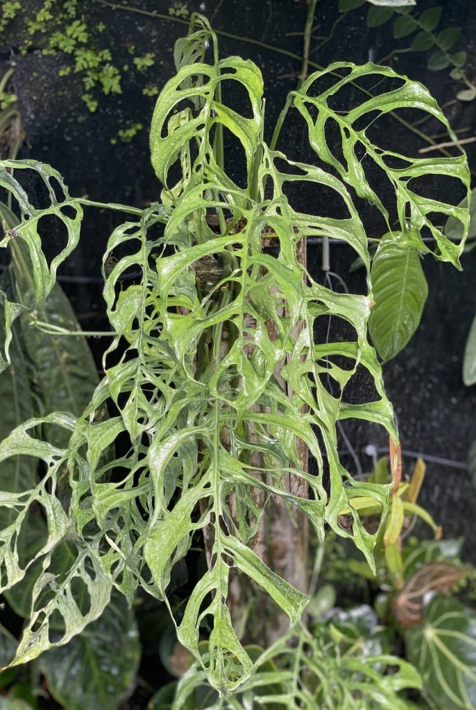 Monstera Perú Obliqua — planta de interior RAICES