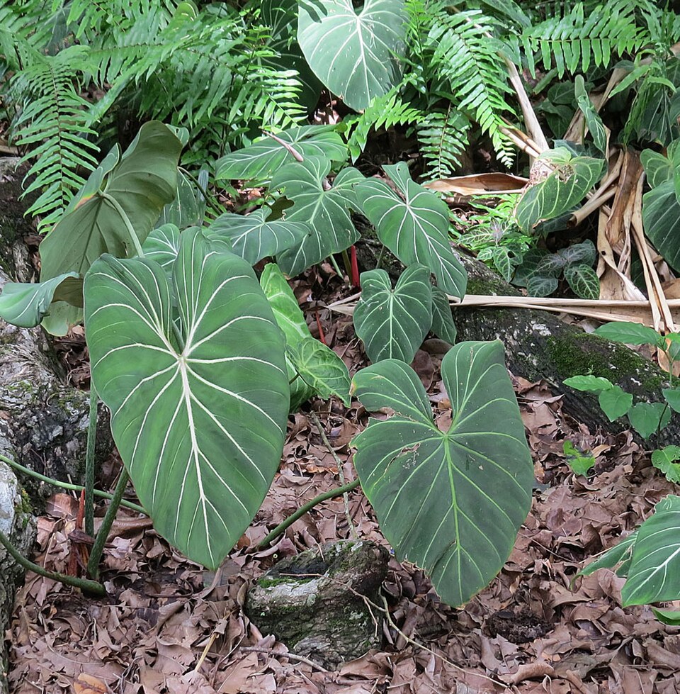 Philodendron Gloriosum — planta de interior RAICES