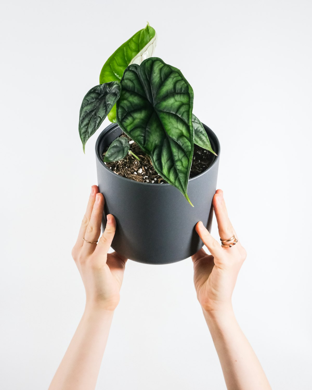 Alocasia Zebrina — RAÍCES