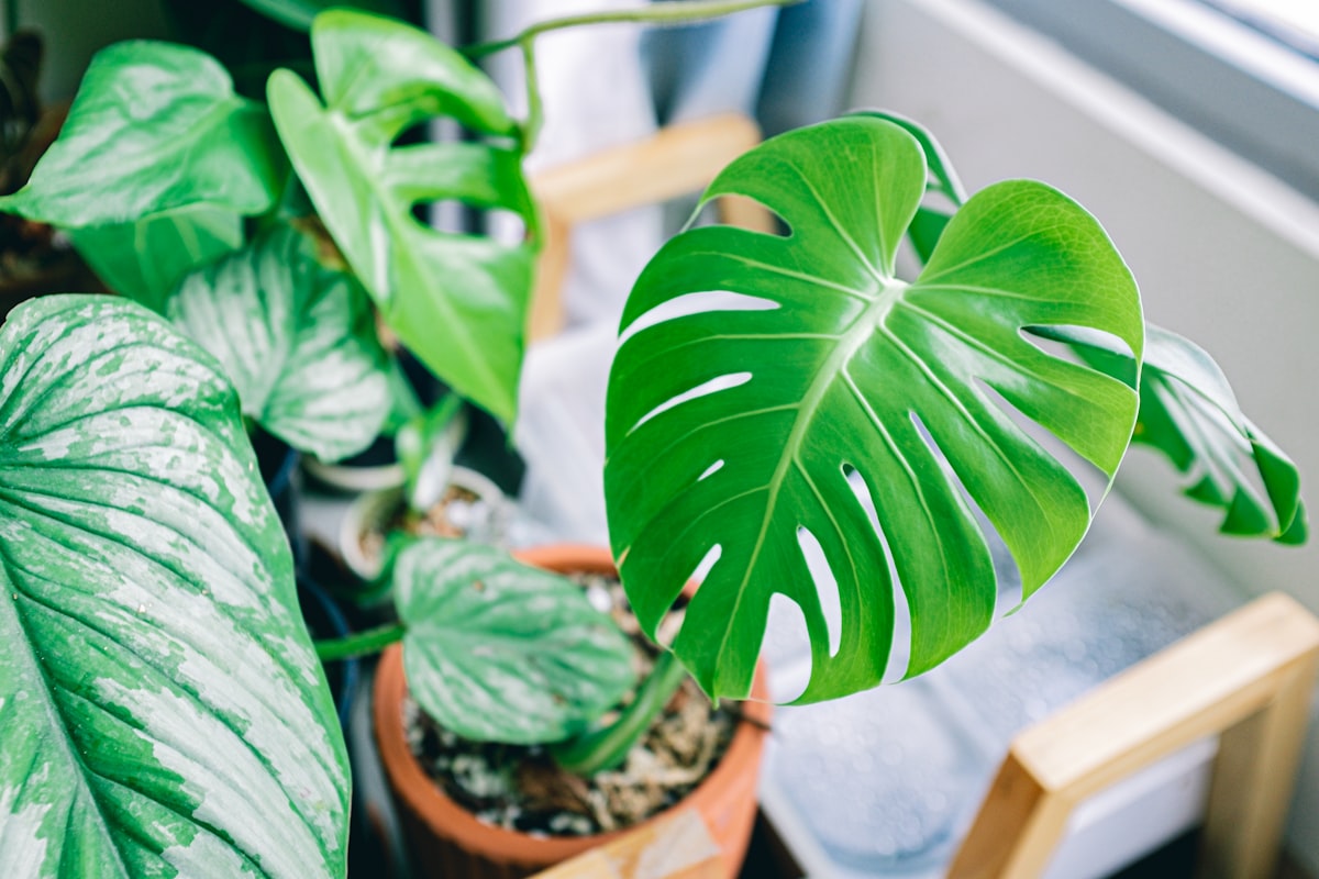 Monstera Deliciosa — RAÍCES