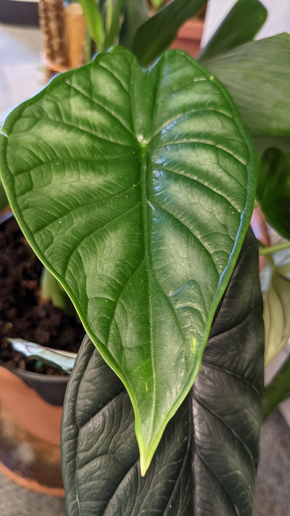 Alocasia Dragon Scale — planta de interior RAICES