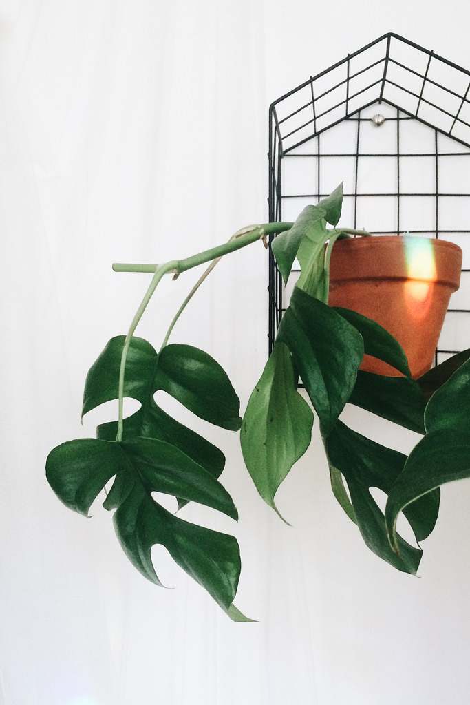 Monstera Mínima — planta de interior RAICES